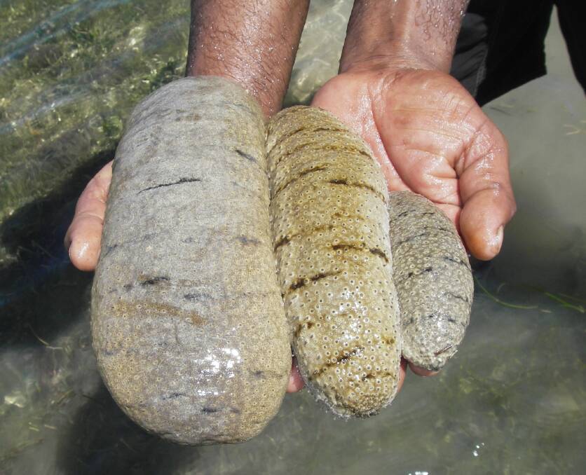 The sea cucumber is regarded as a delicacy in China and their stocks are depleted.  Photo:  University of the Sunshine Coast.   