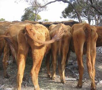 Cattle in poor body condition in the ACT region (Photo courtesy of RSPCA).