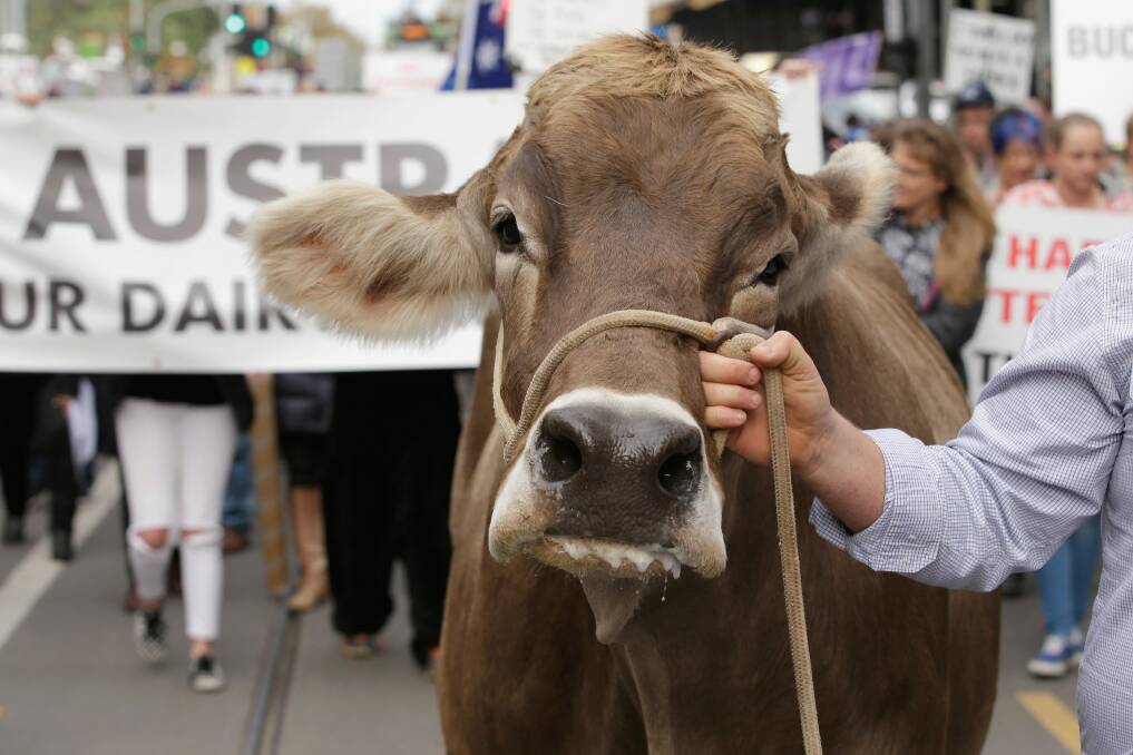 "Sary" the dairy cow is led along Swanston Street, Melbourne, during a protest march on Wednesday. Photo: Darrian Traynor