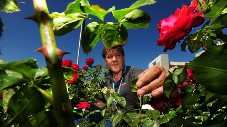 Parliament house Head gardener Paul Janssens and his team are saving us thousands of dollars each year by using predatory bugs in the gardens to eat other bugs instead of spraying chemicals on the  roses and trees. Photo: Karleen Minney