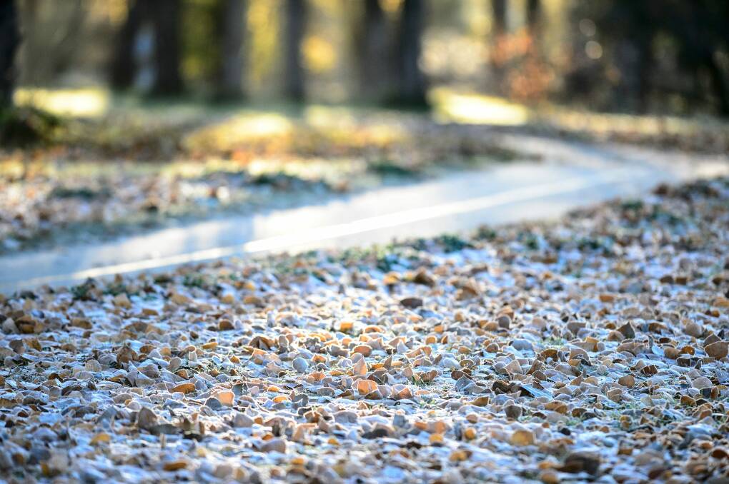 Frost-covered leaves in Canberra on THursday. Photo: Sitthixay Ditthavong