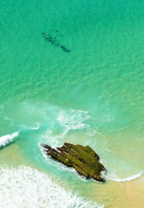 No sharks, but a pod of dolphins spotted during a beach patrol flight. Photo: Tim the Yowie Man