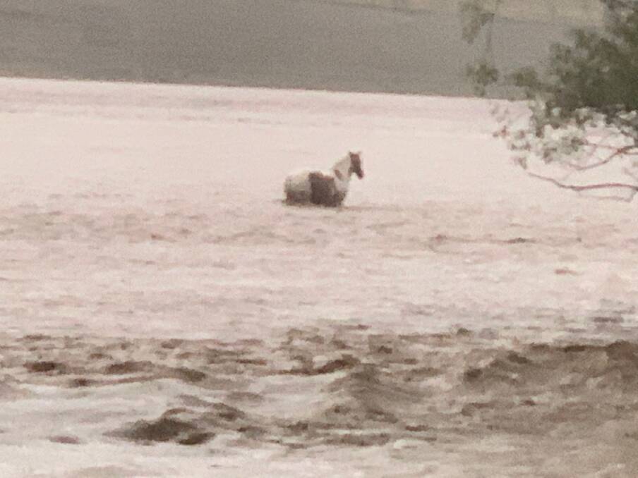 Justin Orr's horse could only stand as it waited for the flood conditions to subside. Photo: Justin Orr