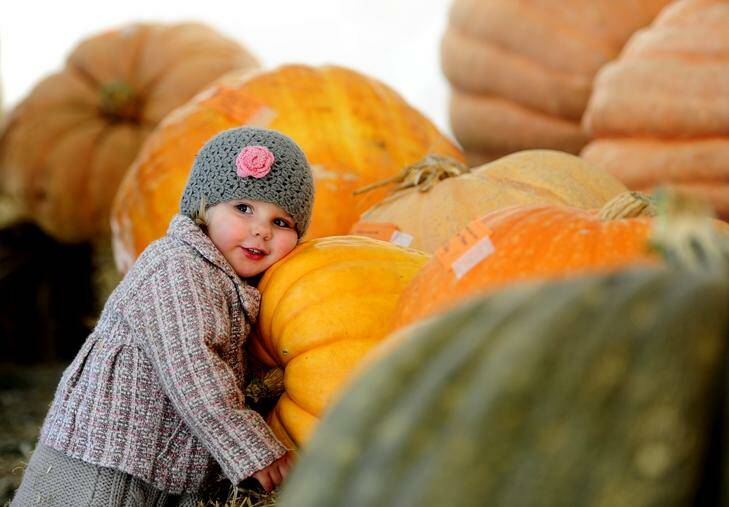 Mia Buser, 2 of Palmerston takes a closer look at the winning pumpkins on display at the Collector pumpkin festival. Photo: Melissa Adams