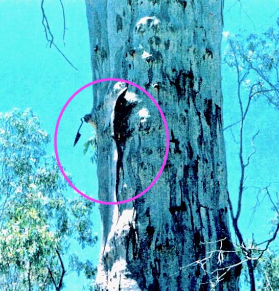 Deniliquin’s historic shearing tree, and yes, that is an inquisitive goanna just below the shears. Photo: Geoff Corboy