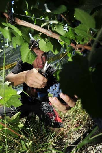 Allan Pankhurst, of Pankhurst Wines, says there's been just the right amount of sun and rain to make this year's crop a rival to the 2008 crop. Photo: Jay Cronan