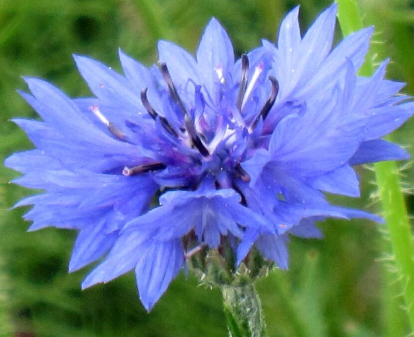 Like blue? Plant cornflowers. Photo: Supplied