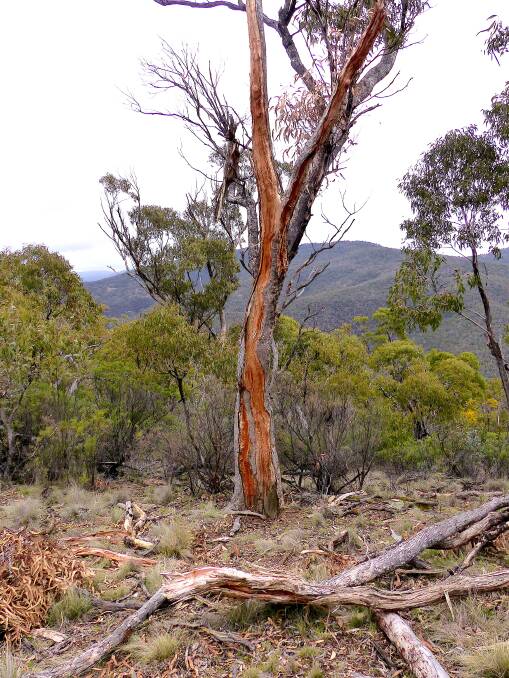 A tree struck by lightning near Canberra. Photo: Matthew Higgins