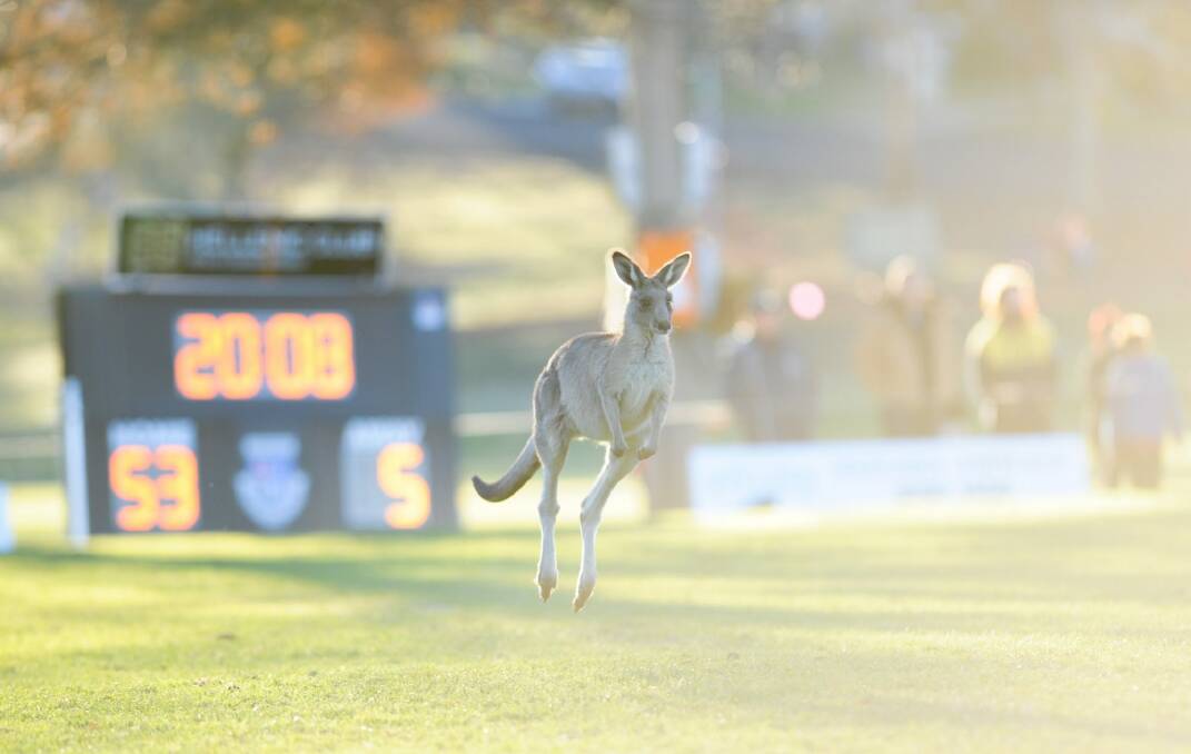 A kangaroo makes a cameo appearance at at David Campese Field on Saturday. Photo: Elesa Kurtz