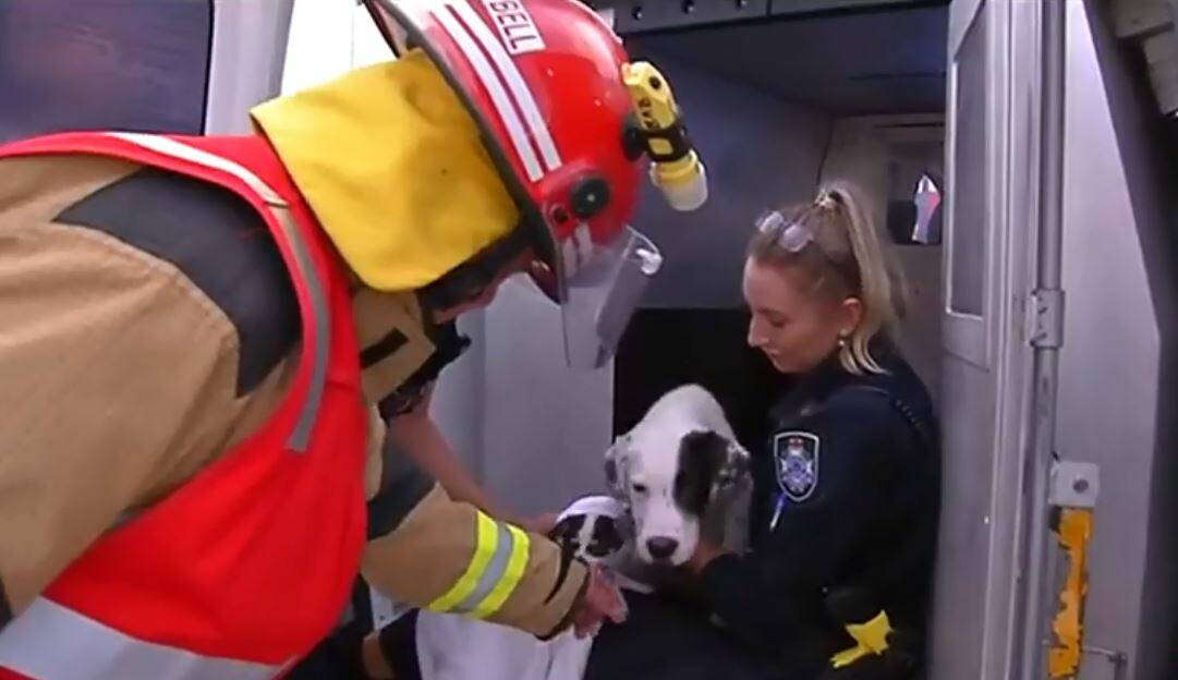 Queensland firefighters and police were tending to the animals rescued after a fire at a Kullangur pet store. Photo: 7 News