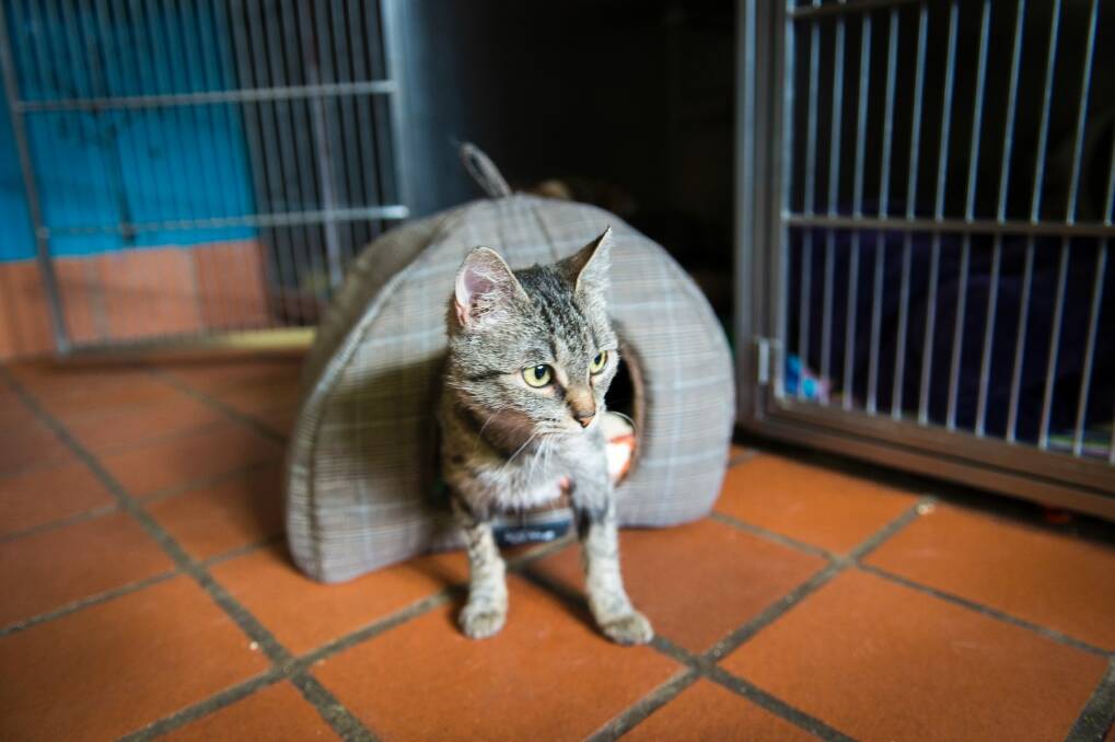 A cat at the RSPCA cattery in Weston. Photo: Dion Georgopoulos