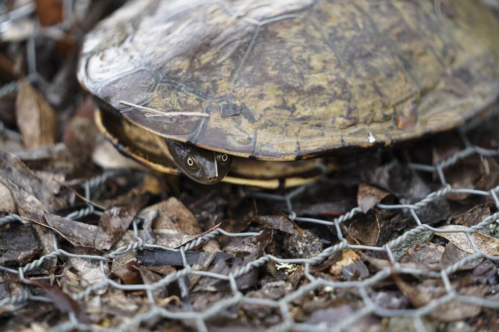 An eastern long neck turtle peaks its head out of its shell at Mulligans Flat Sanctuary. Photo: Lawrence Atkin