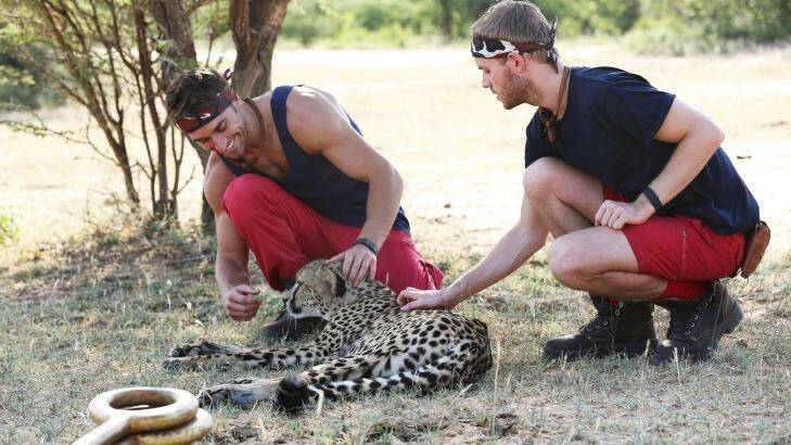 Tyson and Joel: Stroking a cheetah for two bottles of champagne. Photo: Network Ten