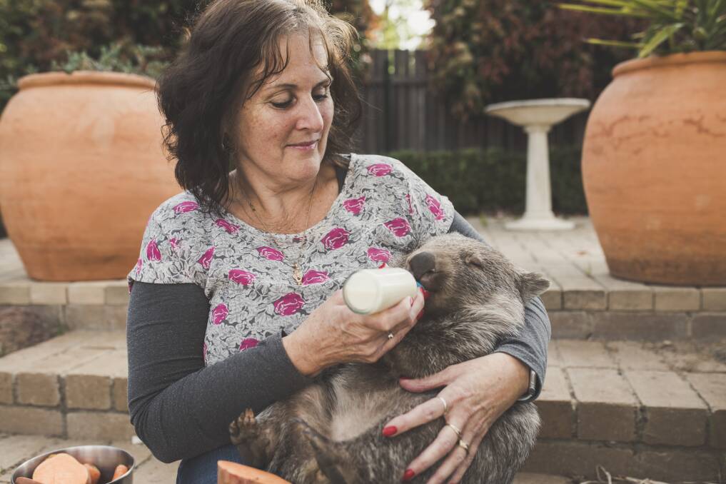 Lindy Butcher, from ACT Wildlife, with Spud the wombat. Photo: Jamila Toderas