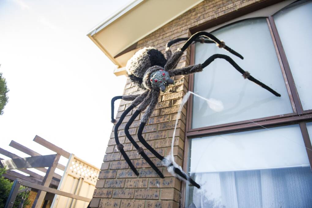 Ian Warburton's Halloween home comes complete with spiders.  Photo: Dion Georgopoulos