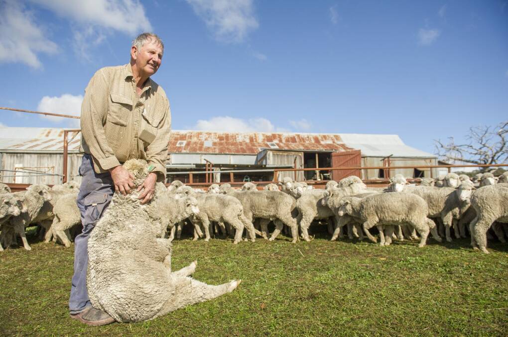 Wool grazier Eric Dowling inspects some wool.
 Photo: Jay Cronan