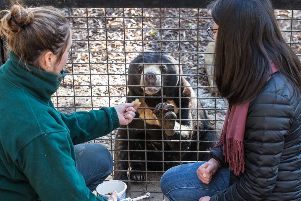 Keeper Caitlin giving sun bear Otay a treat after I brushed her teeth with an electric toothbrush.   Photo: Declan Bowring
