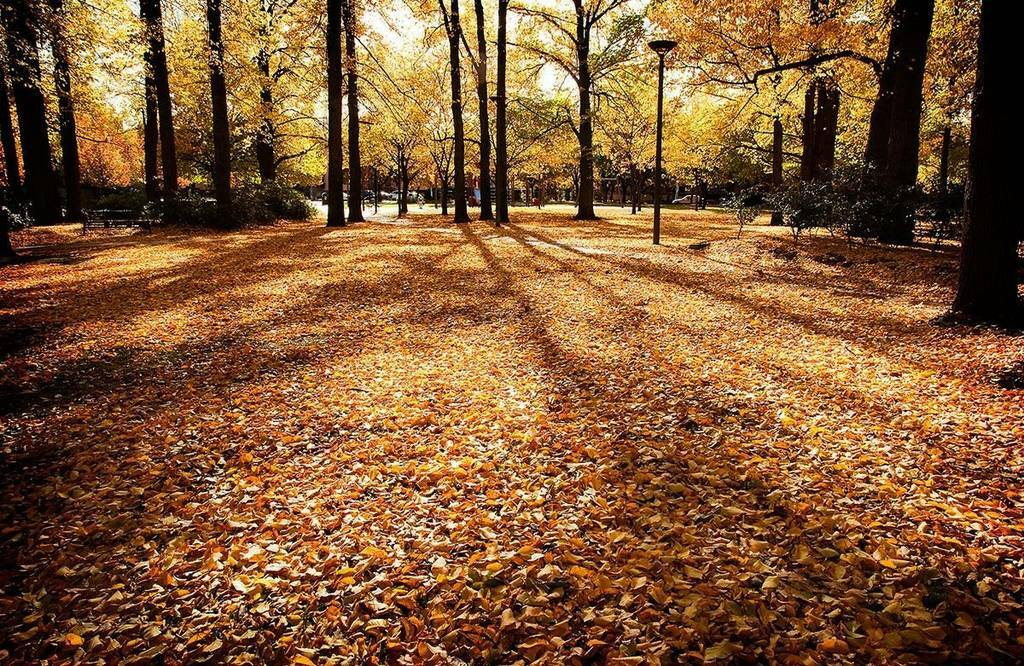 Autumn in Glebe Park. Photo: Michael Olive