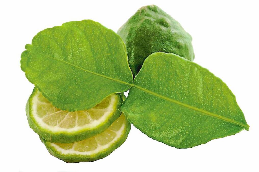 Limes: a plan worth growing.