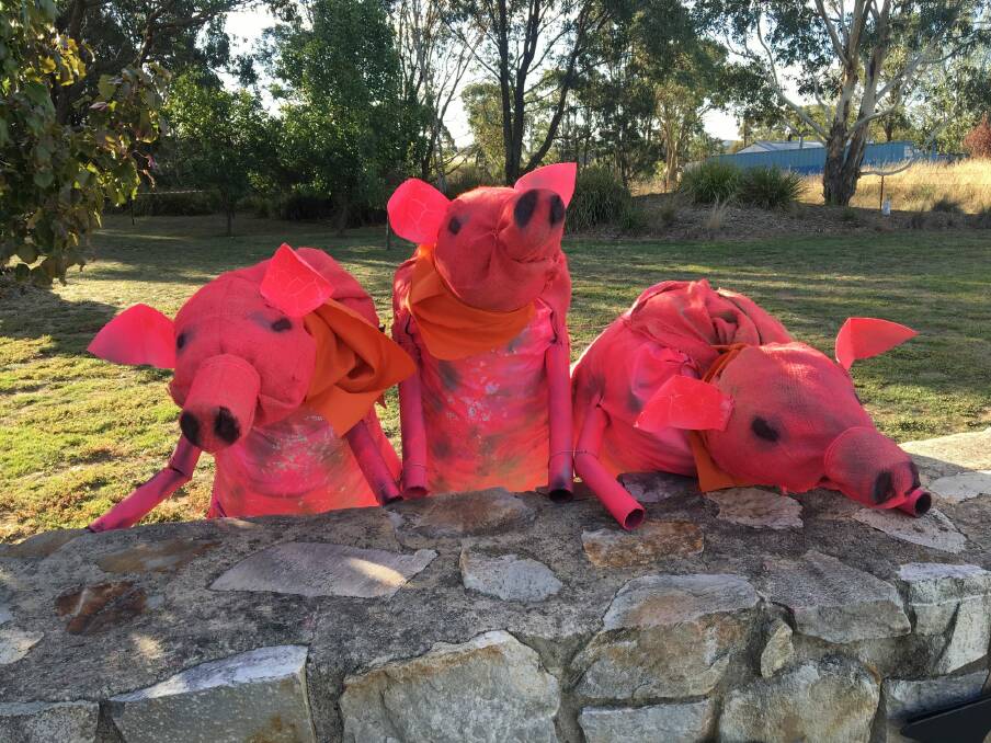 These three little pigs were spotted in Collector this week.  Photo: Tim the Yowie Man