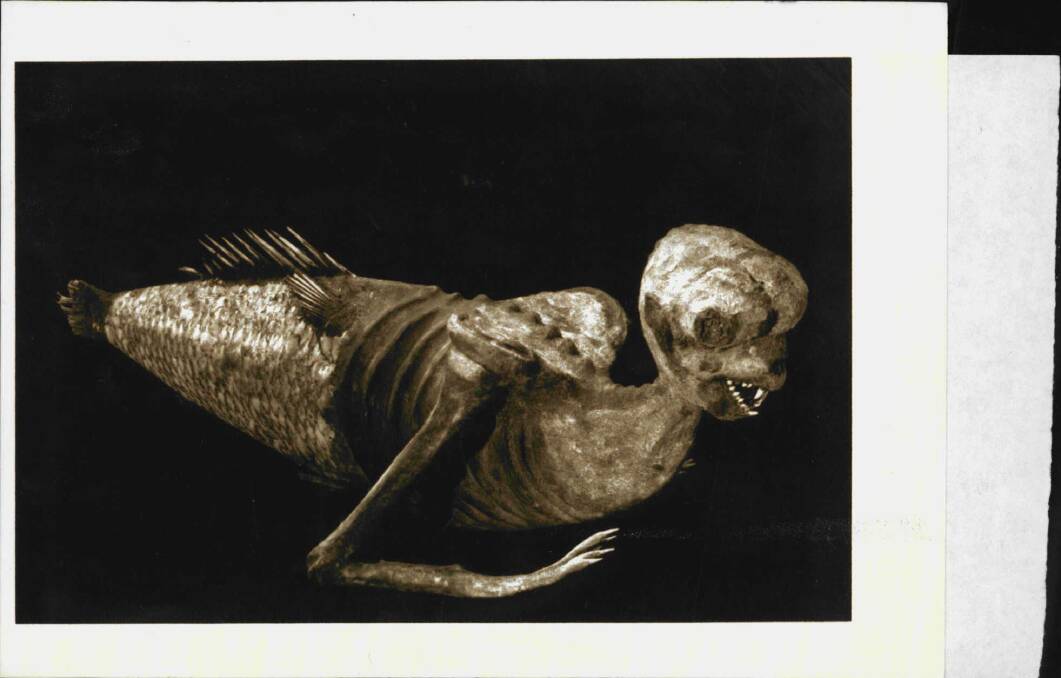The 'Fee-jee' (Fiji) Mermaid, thought to be the celebrated fake displayed by P. T. Barnum in the 1840s, seen here in the Secrets of the Sea exhibition at the National Maritime Museum, Darling Harbour. The tail, teeth and fingernails of the mermaid are from real fish, the rest is papier mache and wood with hair of wool. Lent by Peabody Museum of Archaeology and Ethnology, Harvard University. Gift of the Heirs of H. David Kimball. December 1, 1999.  Photo: Andrew Frolows, Australian National Maritime Museum)