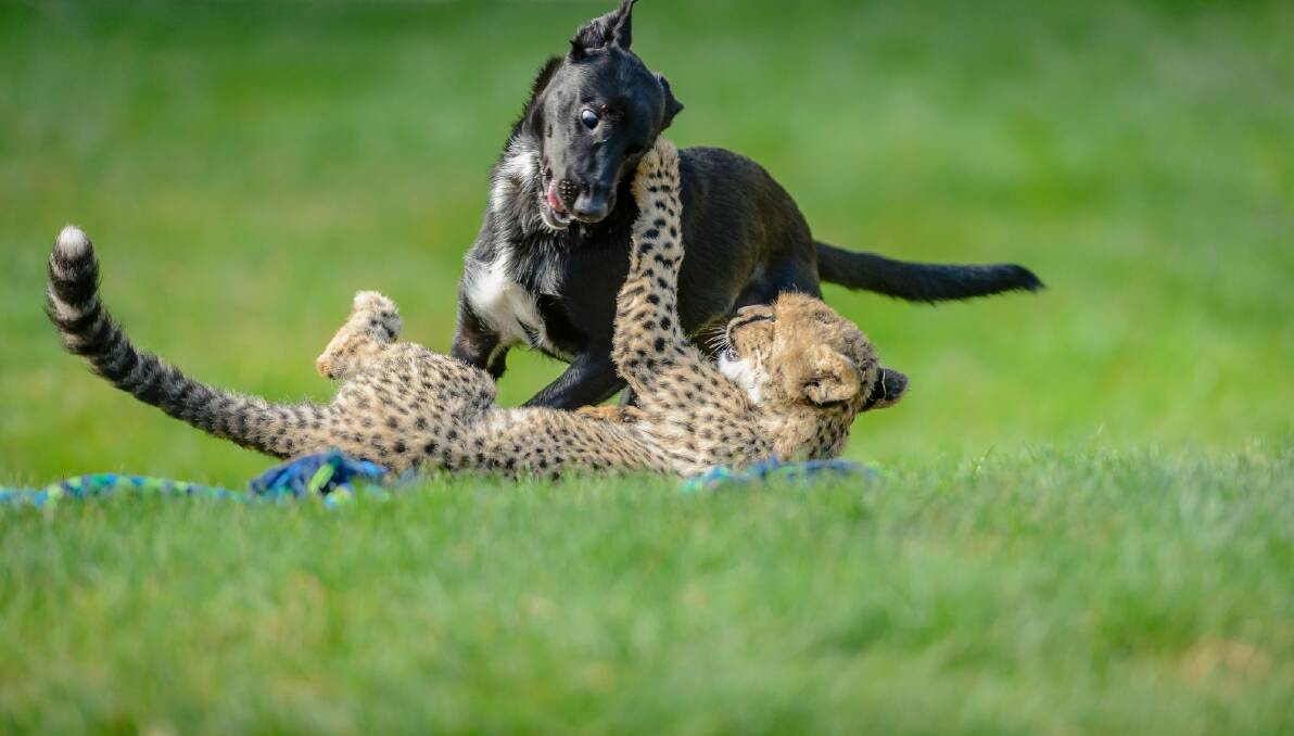 Cheetah cub Solo plays with his canine companion Zama. Photo: Sitthixay Ditthavong
