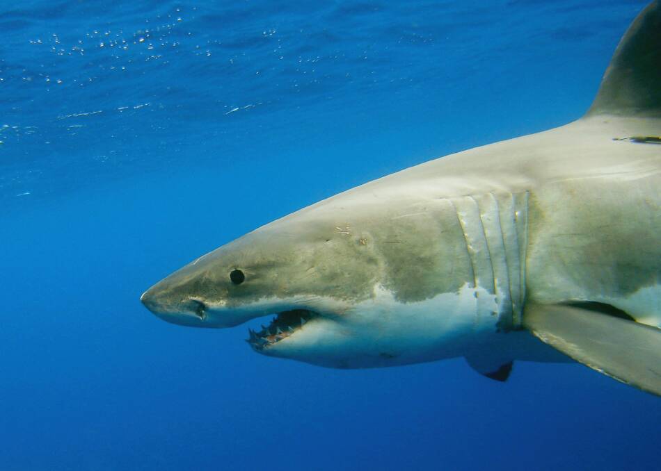 NSW's shark netting program was responsible for 151 sea creature deaths. Photo: Paul Johnston