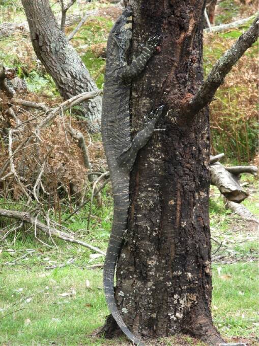 Have you seen a lace monitor bigger than this one near Tathra? Photo: "Brick" from Hawker
