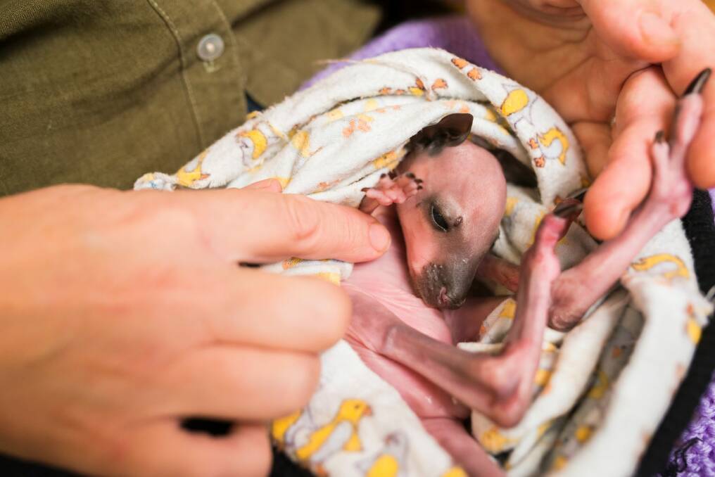A tiny swamp wallaby joey rescued by ACT Wildlife. Photo: Rohan Thomson