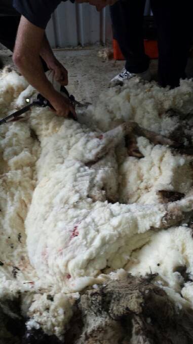 It took about 45 minutes to shear the sheep. Photo: RSPCA