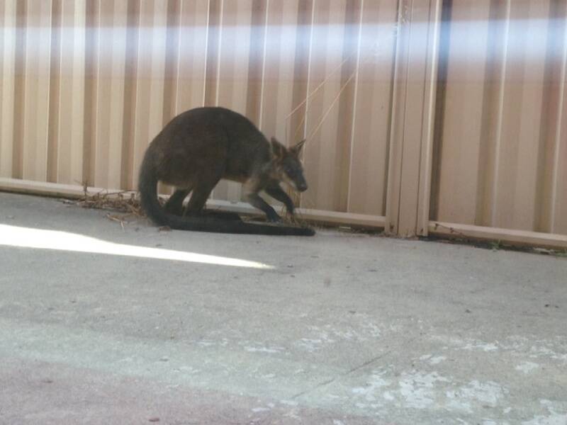 Contrary to rumour, the swamp wallaby was not looking for a bespoke beer during his visit to Braddon. Photo: supplied