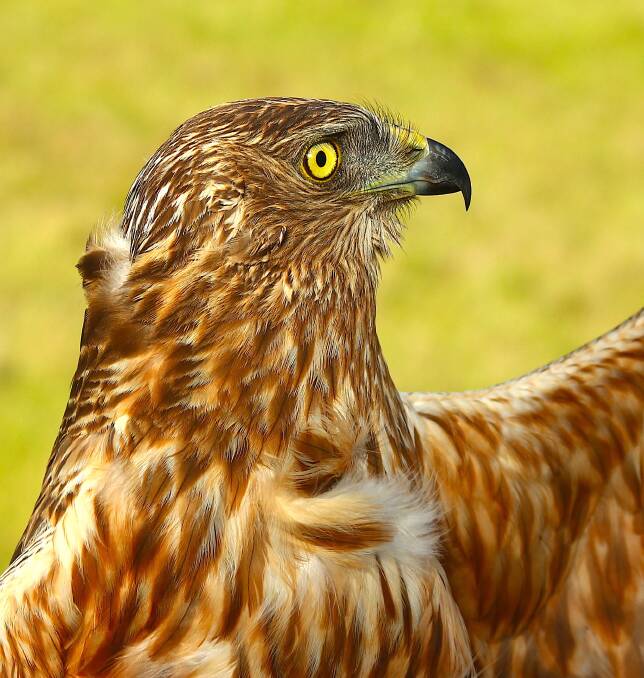 Harry the swamp harrier, whose migration habits a team of Canberra researchers are studying. Photo: Susan Trost