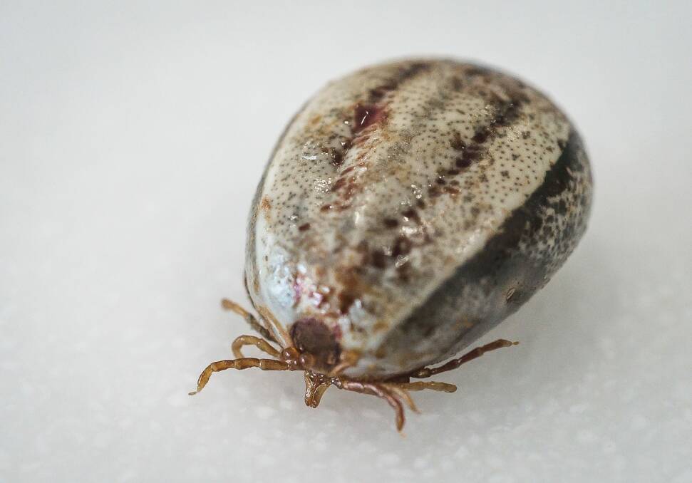 One of an increasing number of paralysis ticks found in the Canberra region recently.  Photo: Sitthixay Ditthavong