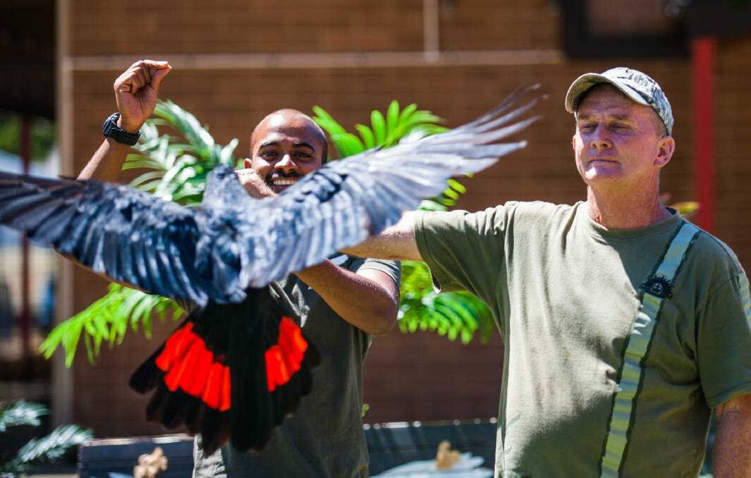 A red-tailed black cockatoo shows his colours at the Feathered Friends show at the Royal Canberra Zoo, with bird trainer Ravi Wasan and 
volunteer Gary Johnson from Brisbane. Photo: Elesa Kurtz