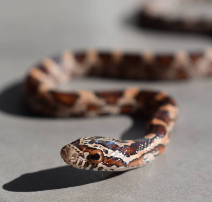 The corn snake is likely to be euthanised. Photo: Canberra Snake Rescue &amp; Relocation
