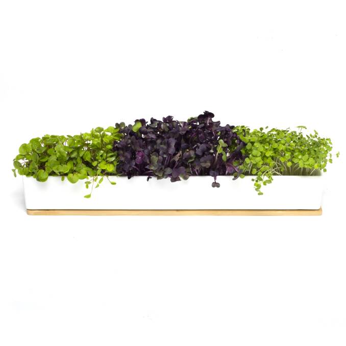 Urban Green Co microgreens windowsill kit from The Curatoreum, Canberra Photo: Supplied