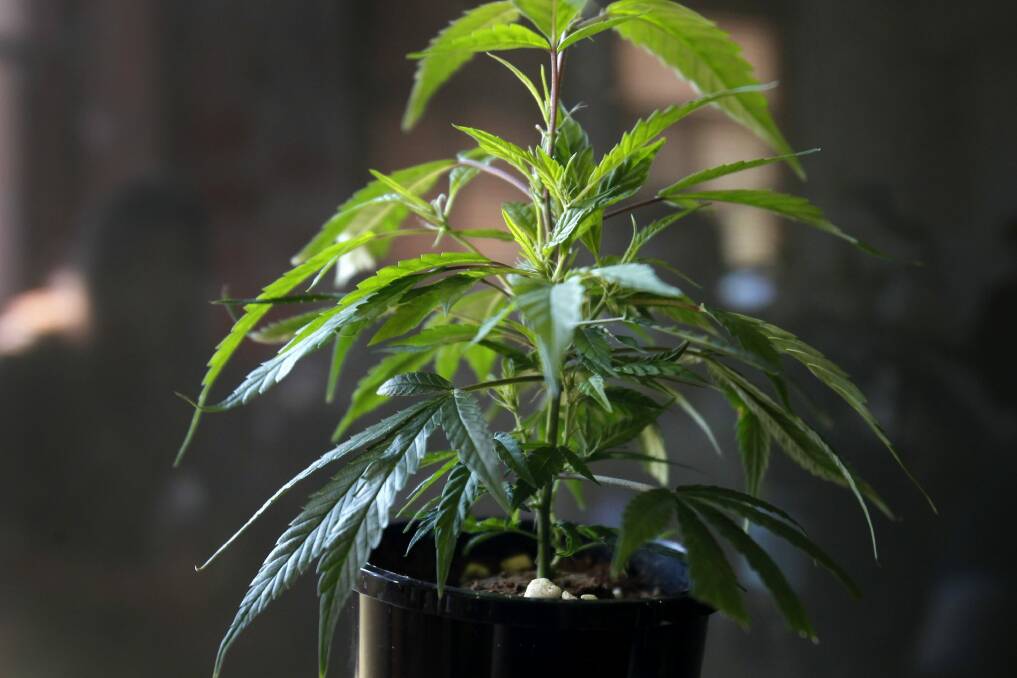 The bill, which is expected to pass next year, would allow Canberrans to legally cultivate four cannabis plants each.  Photo: Max Mason-Hubers