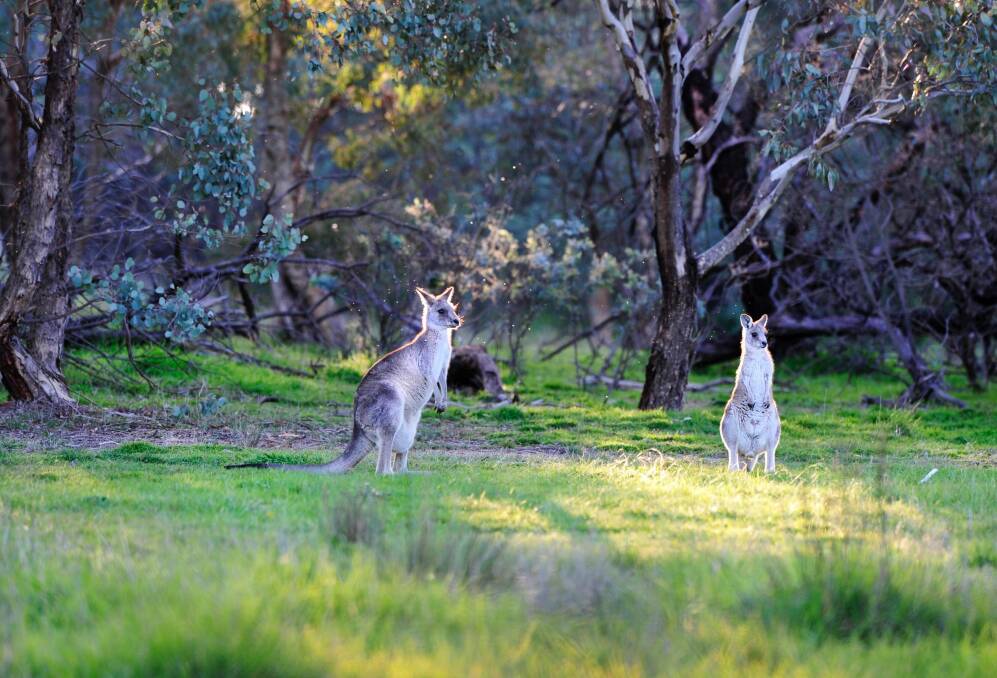 Kangaroos at the Pinnacle nature reserve in Canberra. Photo: Melissa Adams