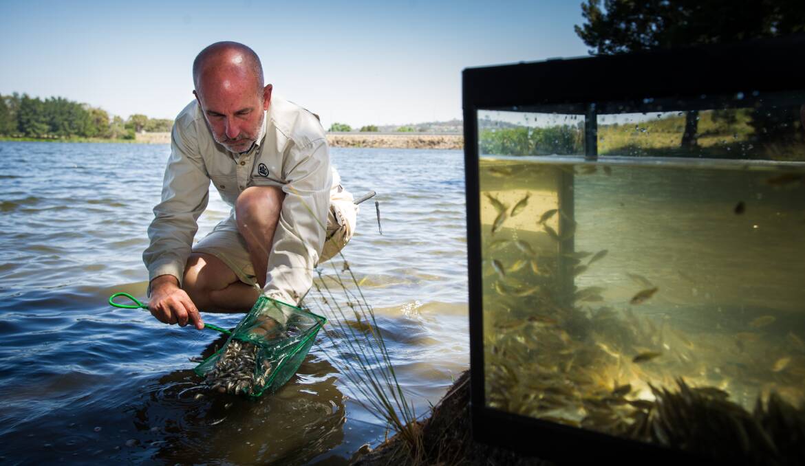 ACT government aquatic ecologist, Mark Jekabsons, releases Golden Perch in Lake Ginninderra. Photo: Elesa Kurtz