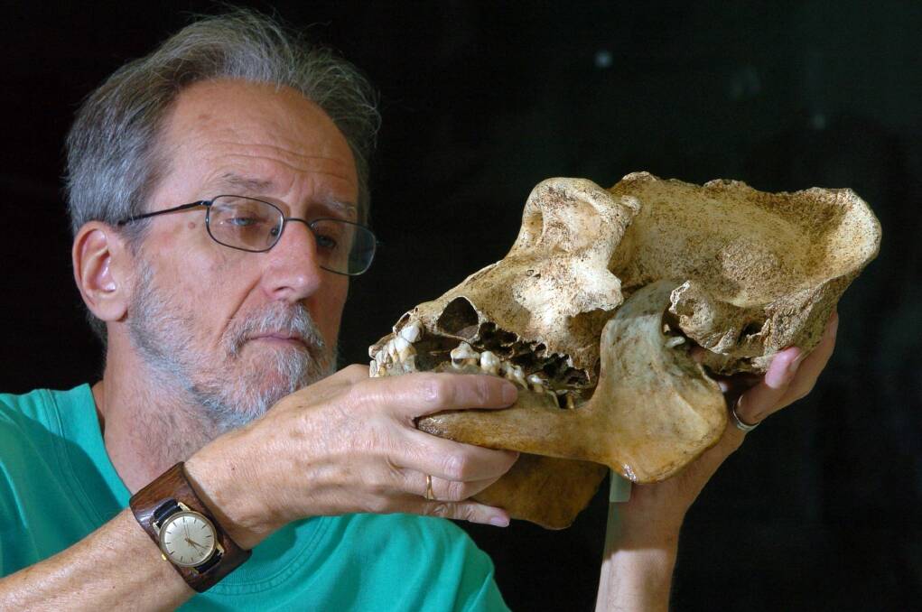 Colin Groves in his lab in 2007, holding a deformed skull of a male mountain gorilla found in Rawanda in 1971. Photo: Graham Tidy