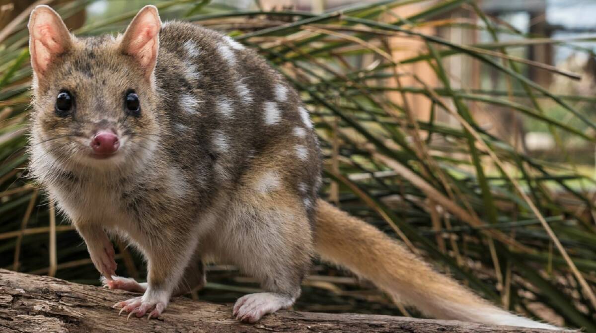 An eastern quoll in Booderee National Park, where the species has produced its first babies on the Australian mainland in more than 50 years. Photo: Rewilding Australia