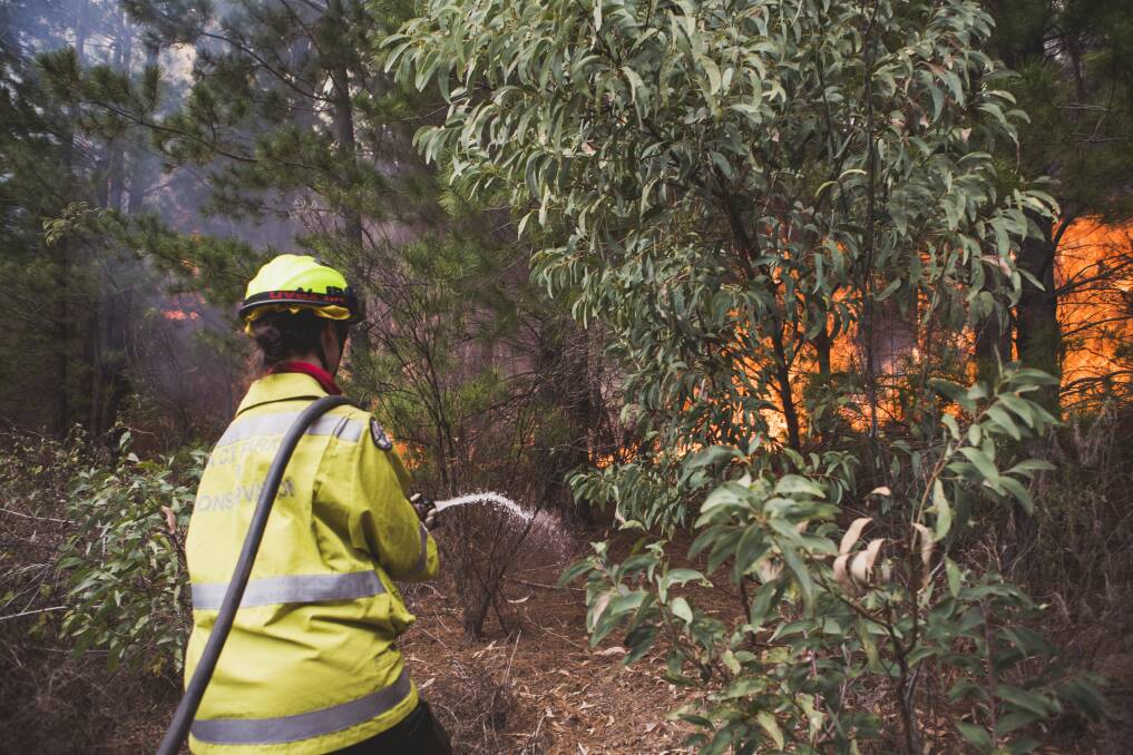 An ACT Parks firefighter attacking the blaze at Pierces Creek. Photo: Jamila Toderas