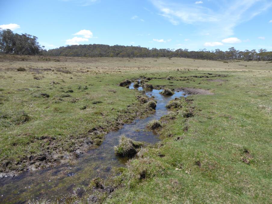 A riverbed and field damaged by brumbies in Tantangera, NSW, just south of the ACT. Photo: Supplied
