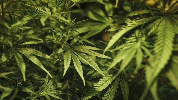 Medicinal cannabis will be legal from Sunday.
