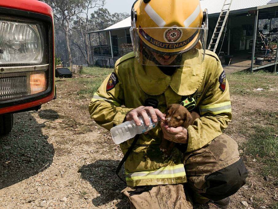 A firefighter pouring water in the mouth of a puppy caught up in dangerous bushfires in central Queensland. Photo: QFES Media.