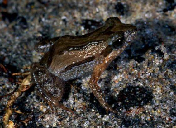 The Wallum froglet, listed as vulnerable under Queensland's Nature Conservation Act. The Narangba waste company released old cooking oil into a wetlands at levels that could kill the froglet. Photo: Harry Hines