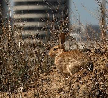 An urban rabbit (file photo). Photo: Ken Irwin