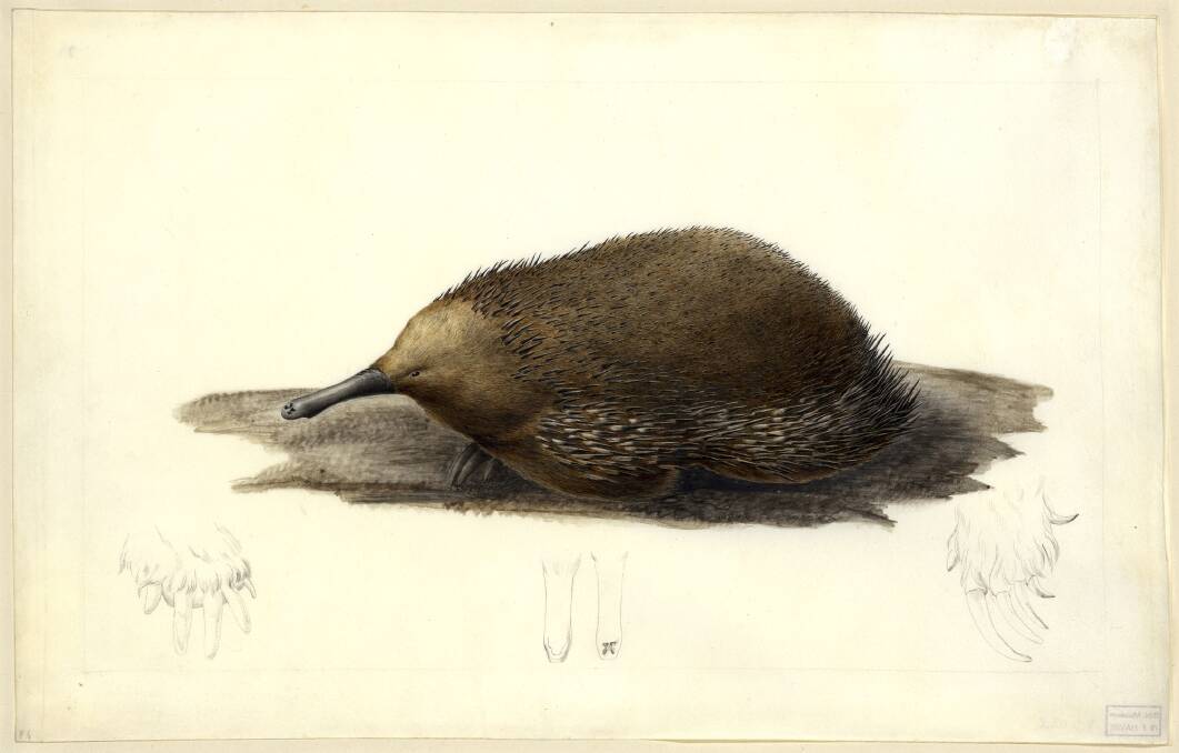 <i>Short-beaked echidna — Tachyglossus aculeatus setosus</i> by Charles-Alexandre Lesueur, 1804–07, in <i>The Art of Science: Baudin’s Voyagers 1800 – 1804</i>. at the National Museum of Australia.
 Photo:  Museum of Natural History, Le Havre