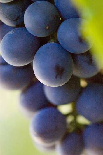 Pinot noir grapes at Lerida Estate, Lake George.