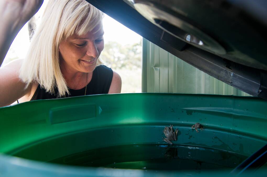 Peron's tree frog in Natalie Patrick's water tank. She collects the water to give to animals. Photo: Elesa Kurtz